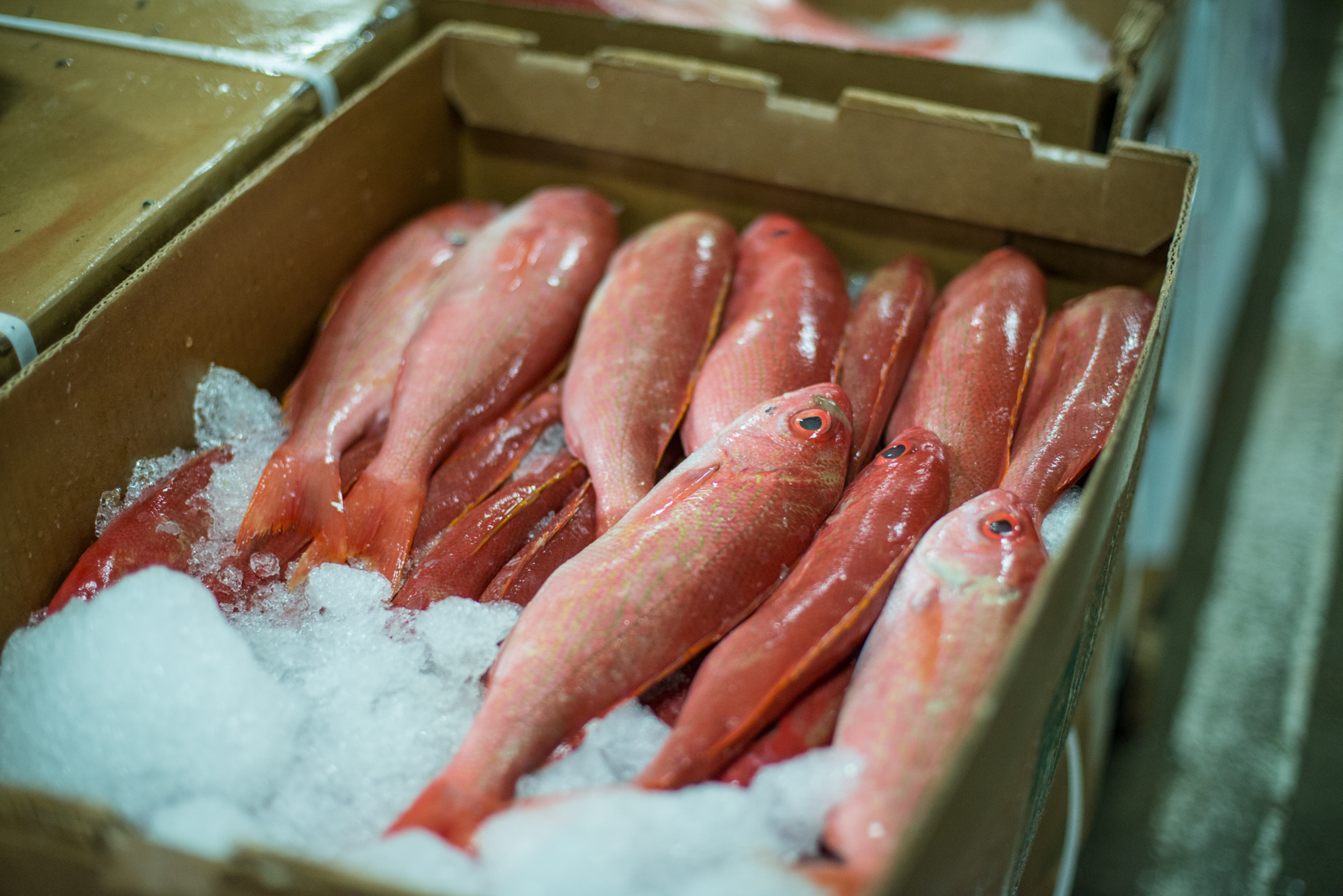Fish Processors Need to Follow HACCP Rules