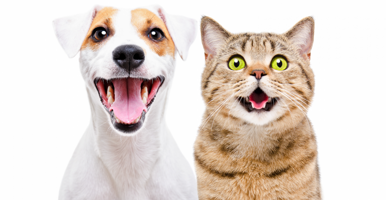 pet-care-coronavirus-happy-dog-and-cat.png