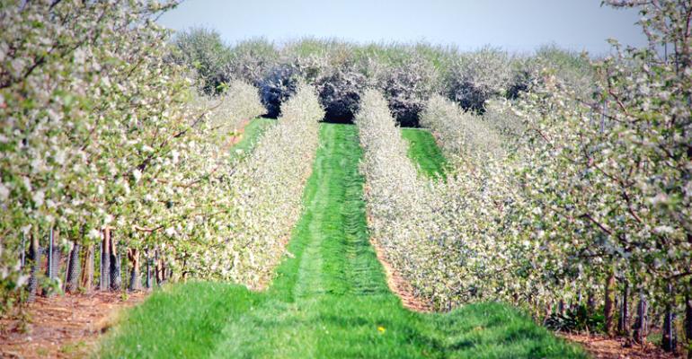 Michigan, New York Expect Apple Crop Comeback