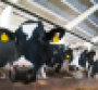 dairy cows.png