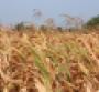 A drought across the Midwest has damaged feed corn crops