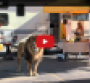 PETA roaring mad at Food Lion ads