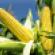 Wal-Mart Takes a Stance on GM Foods