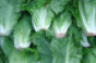 romaine_lettuce_closeup_0[1].png