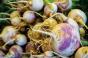 A KVATowned Food City store in Louisa Ky puts turnips at eye level so they stand out Many customers choose root vegetables to cook in their slow cookers